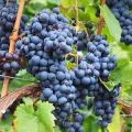 Druiven voor droog en warm klimaat