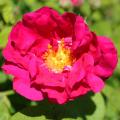 Rosa gallica - Franse roos