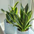 Sansevieria
