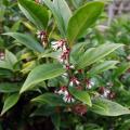 Sarcococca - Vleesbes