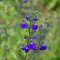 Salvia's met blauwe bloemen