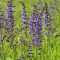 Veldsalie - Salvia pratensis