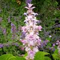Muskaatsalie - Salvia sclarea