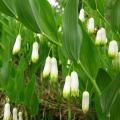 Salomonszegel - Polygonatum