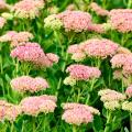 Botanische sedums