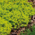 Bodembedekkende sedum
