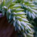 Sedum met blauwachtig blad