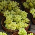 Sedum met goudgeel blad