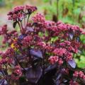 Sedum met purperen blad