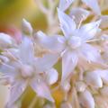 Sedum met witte bloemen