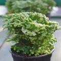 Selaginella binnenshuis