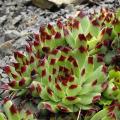 Sempervivum - Huislook