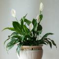 Spathiphyllum - Lepelplant