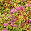 Spiraea met gekleurd blad