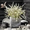 Spirea's voor op pot