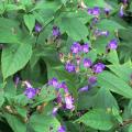 Strobilanthes - Blauwe gemberstruik