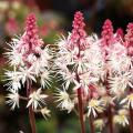 Tiarella’s en Heucherella’s