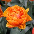Tulpen met oranje bloemen