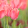 Tulpen met roze bloemen