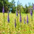 Aareprijs in aren - Veronica spicata