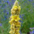 Toortsen - Verbascum