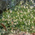 Erigeron karvinskianus - Muurfijnstraal