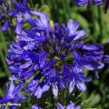 Vaste planten met blauwe bloemen