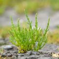Vaste planten voor de kust