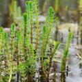 Waterplanten naar plantdiepte