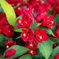 Weigela met rode bloemen