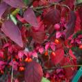 Euonymus met herfstkleur