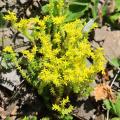 Sedum zaden