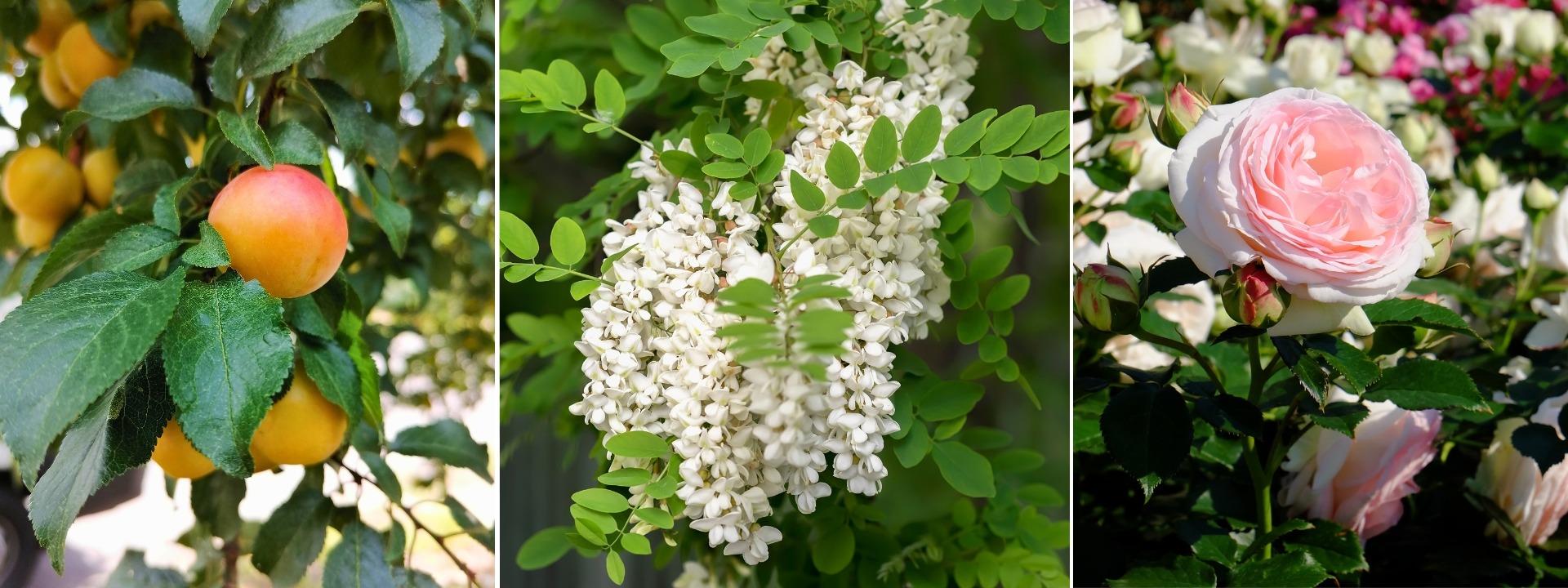 <i>Uitverkoop</i> BLOTE WORTELS