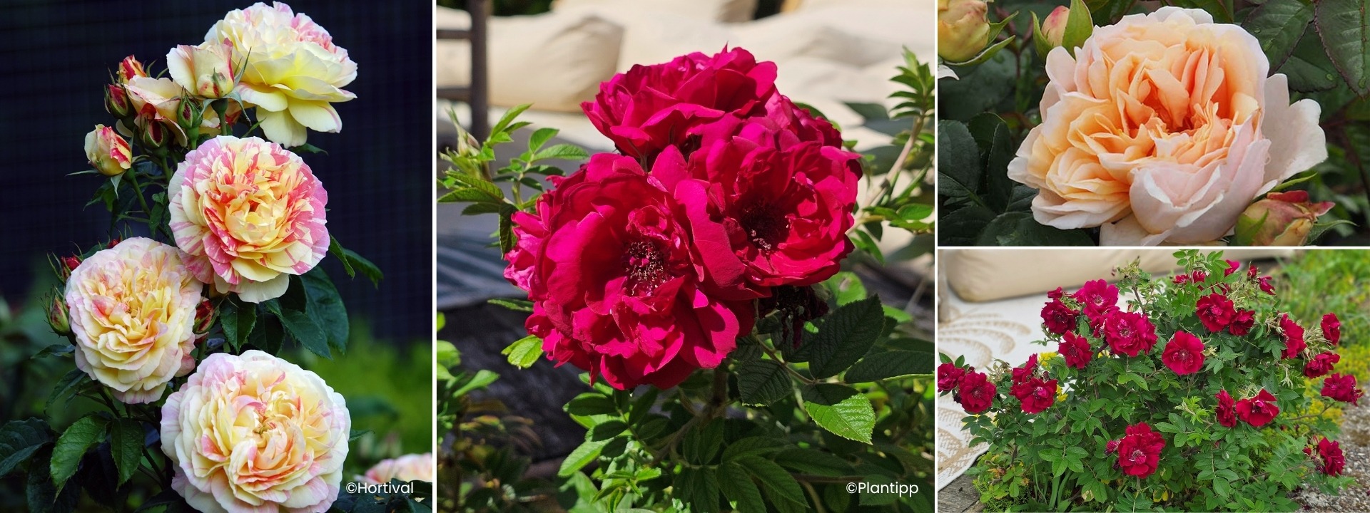 <i>Nieuws</i> ROZEN